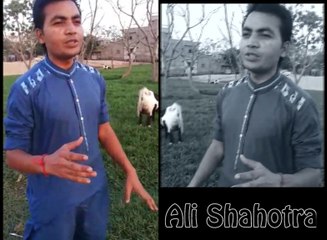Chita Chola perody song, Ali Shahotra