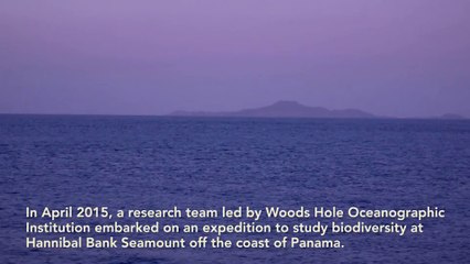 Impressionnant tapis de milliers de crabes au fond de l'océan