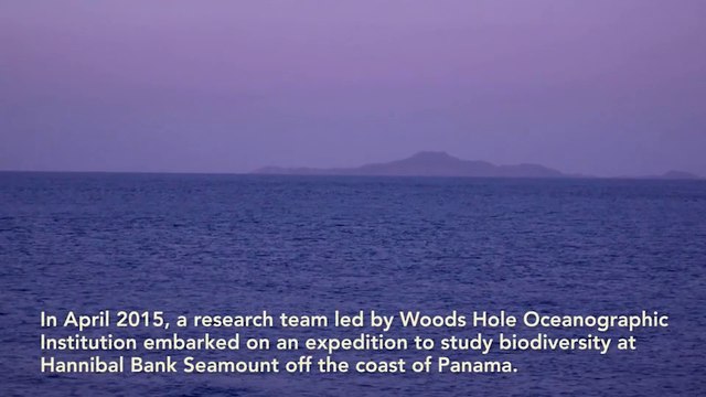 Impressionnant tapis de milliers de crabes au fond de l'océan