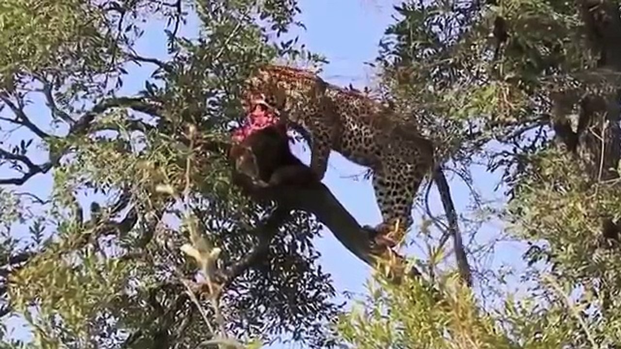 Leopard vs Wild Boar Warthog: Incredible Battle for Survival! | Animal Attack 2015