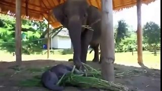 Animal attack Baby Elephant Catching Top ten10@attack