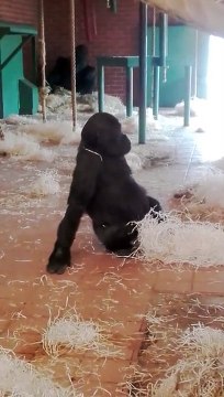 Ce gorille fan de danse improvise un ballet ! Hilarant