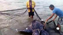 Des hommes sauvent une tortue de mer piégée dans un filet de pêche. Beau geste