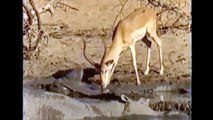 Most Amazing Crocodile Attacks Deer Compilation - Wild Animals Attack - Animal Attack