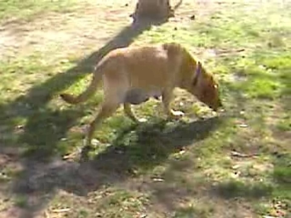 Balade des chiens