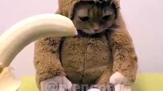SUPER CUTE CAT (VERY CUTE) !!