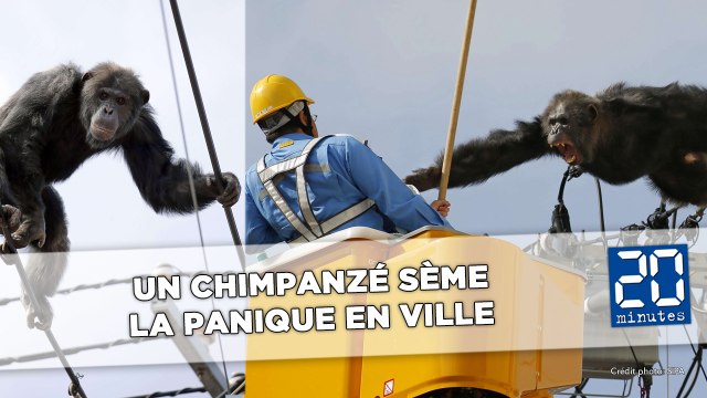 Japon: Un chimpanzé s’échappe d’un zoo et sème la panique en ville
