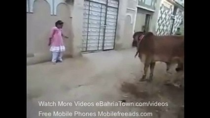 Bull and childerns Fun
