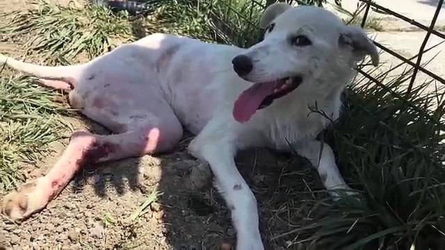 Questo cane è stato investito ma ecco che arriva qualcuno in suo aiuto...