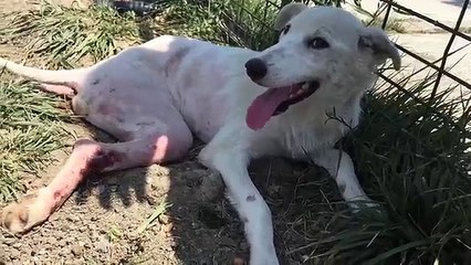 Questo cane è stato investito ma ecco che arriva qualcuno in suo aiuto...
