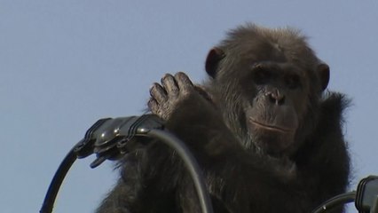Un chimpanzé se balade sur des lignes à haute tension au Japon