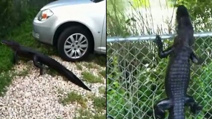 Cet alligator escalade une clotûre pour s'échapper !
