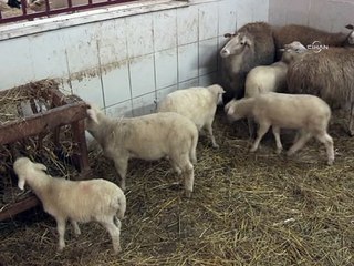 Transgenik kuzu 'Çimen' dünyaya geldi