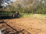 jayzee trot canter transition