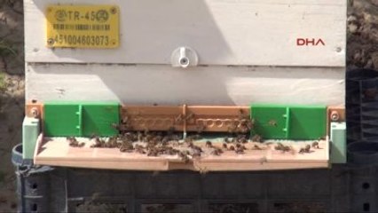 Manisa Bilinçsiz İlaçlama Manisa'da Bal Arılarını Vurdu