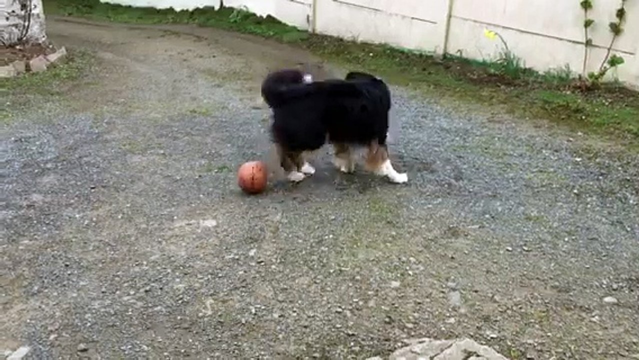 Corto, berger australien, conduite du ballon