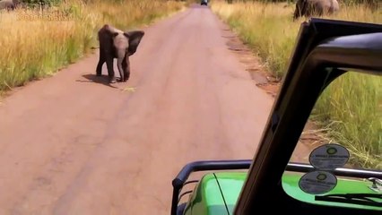 THE TOP 10 || TOP 10 BABY ELEPHANTS ATTACK SO CUTE!!! || Baby Elephant vs Birds, Dog, Cat,