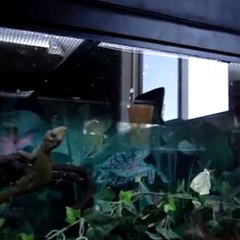 Uma lagartixa ataca uma borboleta