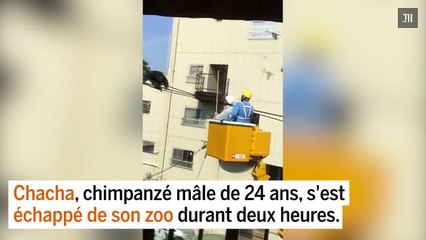 Japon : échappé d'un zoo, un chimpanzé récupéré en haut d'un pylône électrique