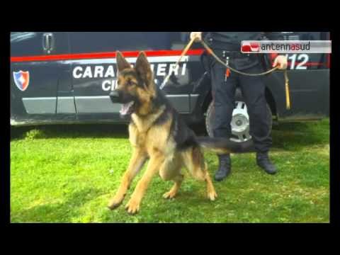 Tg Antenna Sud - Pensionato disperso, lo ritrova Zigo in campagna