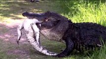 It's A Gator Eat Gator World! Badass Alligator Eats Well After Vanquishing Foe
