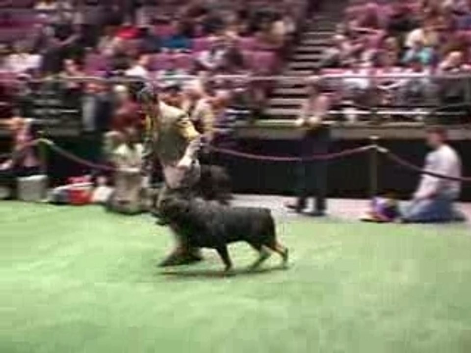 Rottweiler