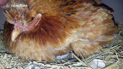 Close-up footage of a chicken hatching her first chick