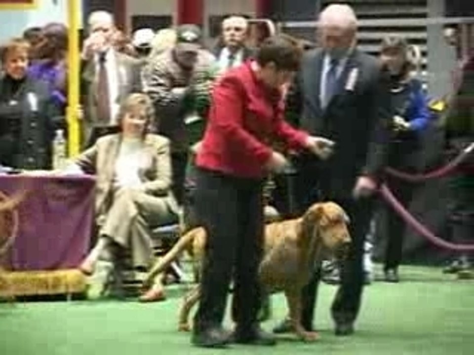 Bloodhound