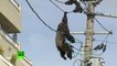 Un singe échappé d'un zoo s’électrocute en grimpant sur des lignes électriques