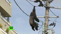 Un singe échappé d'un zoo s’électrocute en grimpant sur des lignes électriques