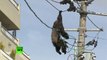 Un singe échappé d'un zoo s’électrocute en grimpant sur des lignes électriques