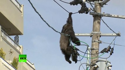 Un singe échappé d'un zoo s’électrocute en grimpant sur des lignes électriques