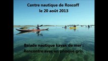 Kayak Roscoff phoque gris