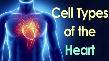 Cell Types of the Heart || Healthy Heart Tips