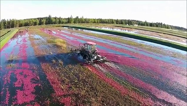 Красивое видео о том, как собирают клюкву