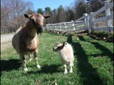 One-Day-Old Baby Goat Leaps Takes Its First Steps