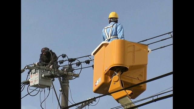 Chimpanzé échappé du zoo grimpe sur des lignes électrique et s'électrocute