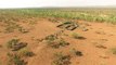 Des chiens ramènent le bétail dans l'enclos vu de Drone en Australie