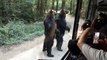 Deux ours bruns marchent comme des humains pour manger leur friandises