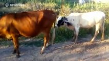 Bull has a nightmare trying to mate with cow