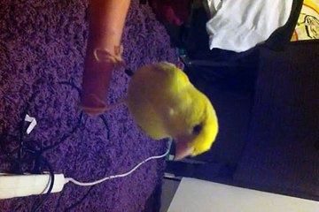 a bird that does not know where to fly