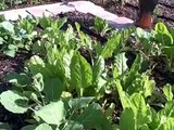 Back To Eden Organic Gardening Film | How to Grow a Vegetable Garden
