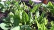 Back To Eden Organic Gardening Film | How to Grow a Vegetable Garden