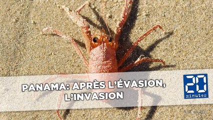 Une armée de crabes en marche autour de Panama