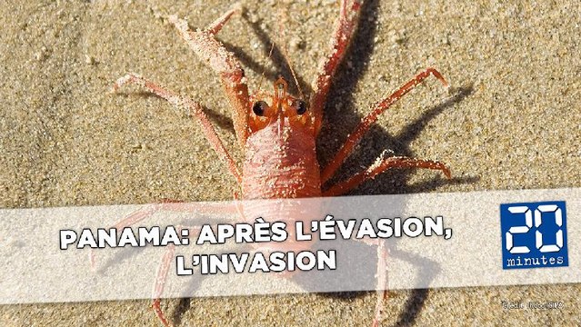 Une armée de crabes en marche autour de Panama