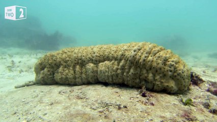 Un poisson se cache " à l'intérieur " d'un concombre de mer !