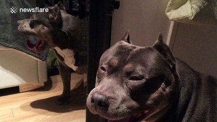 Bulldog nods when asked if he's 'cute'