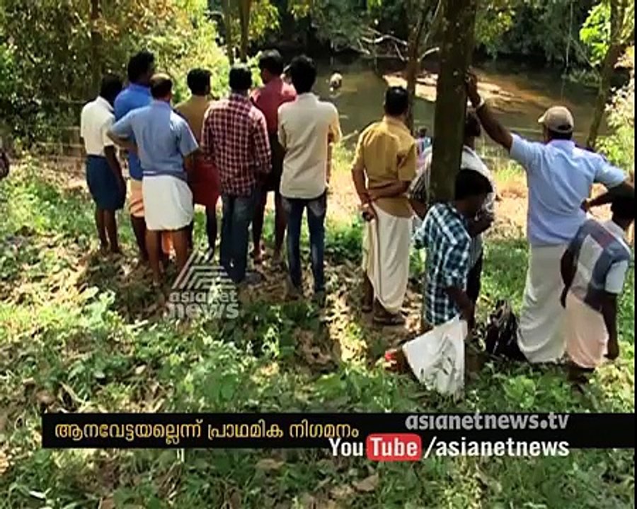 Post Mortem report says the Elephant died due to explosion