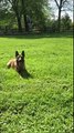 Obedience Training with Belgian Malinois Rory