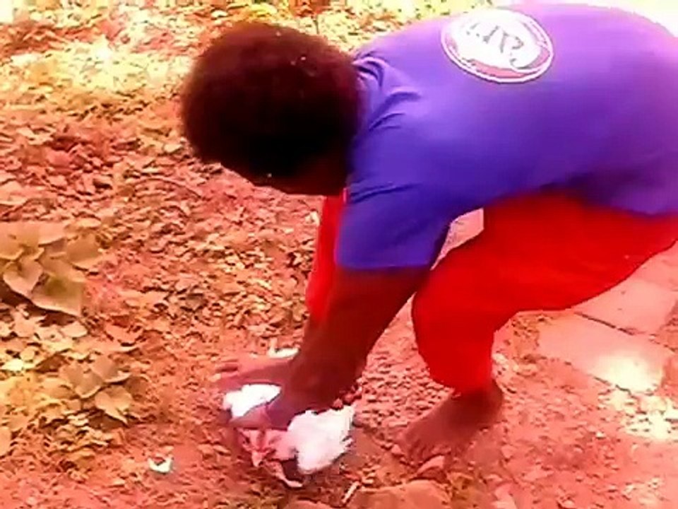 terry running behind a headless chicken